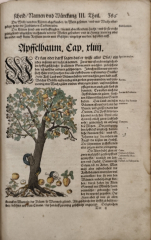 За един от бащите на ботаниката Йеронимус Бок и неговата „Kreütterbuch“ (Книга за билките)