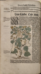 За един от бащите на ботаниката Йеронимус Бок и неговата „Kreütterbuch“ (Книга за билките)