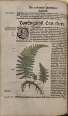 За един от бащите на ботаниката Йеронимус Бок и неговата „Kreütterbuch“ (Книга за билките)