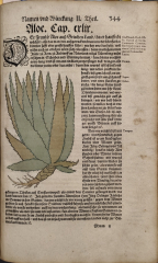 За един от бащите на ботаниката Йеронимус Бок и неговата „Kreütterbuch“ (Книга за билките)